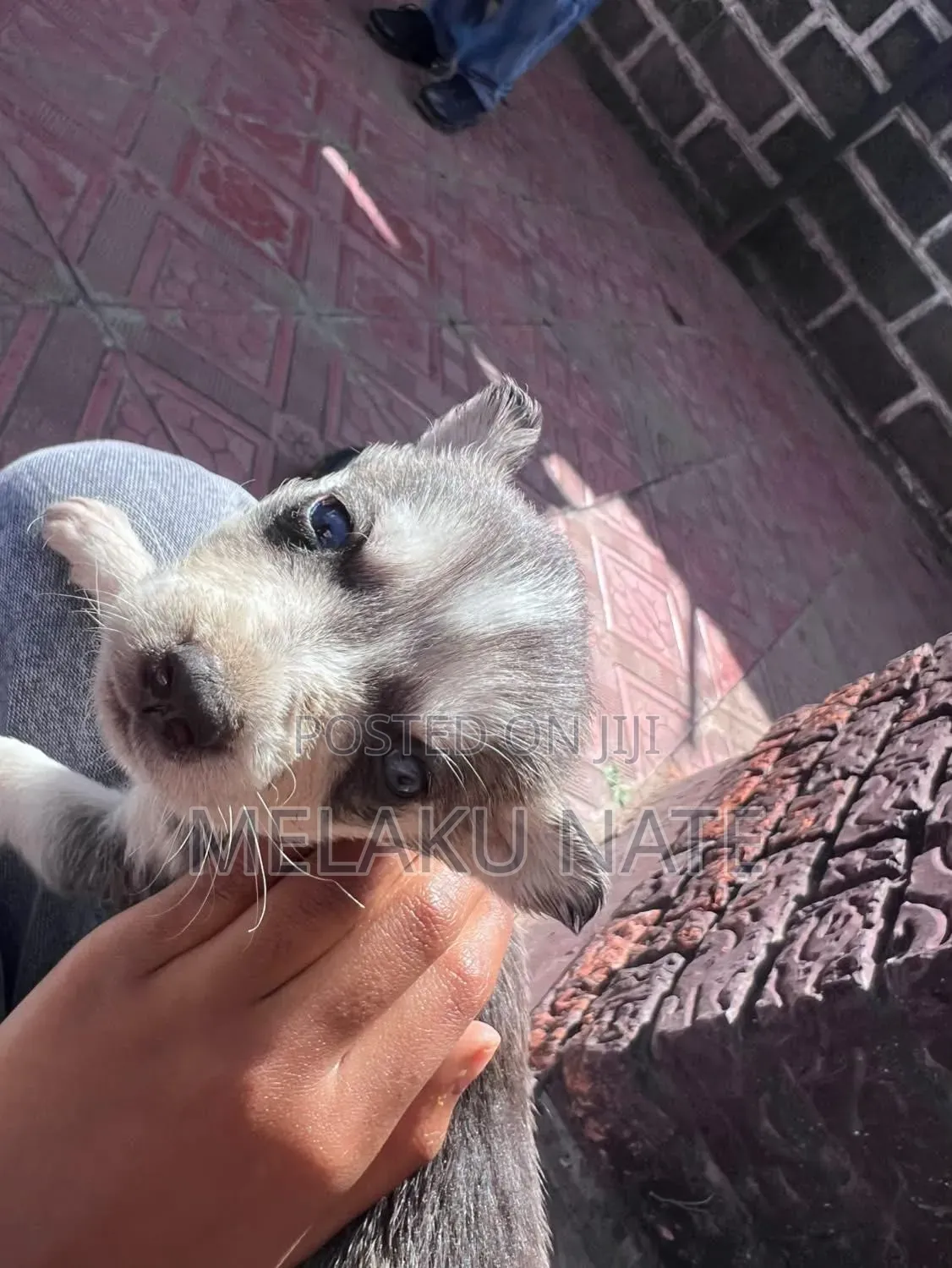 1-3 months Male Purebred Siberian Husky