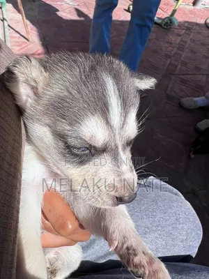 1-3 months Male Purebred Siberian Husky