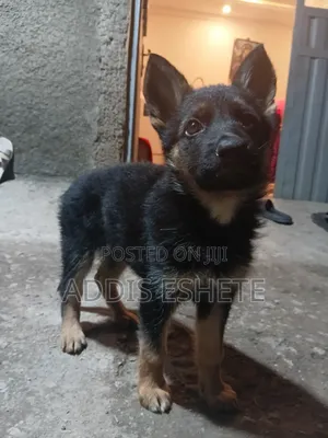 1-3 months Female Purebred German Shepherd