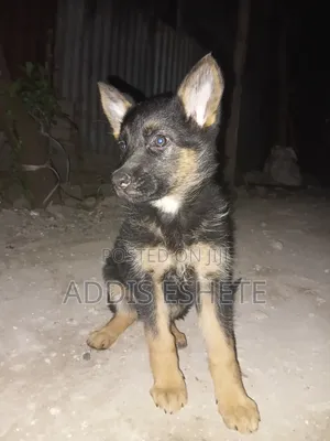 1-3 months Female Purebred German Shepherd
