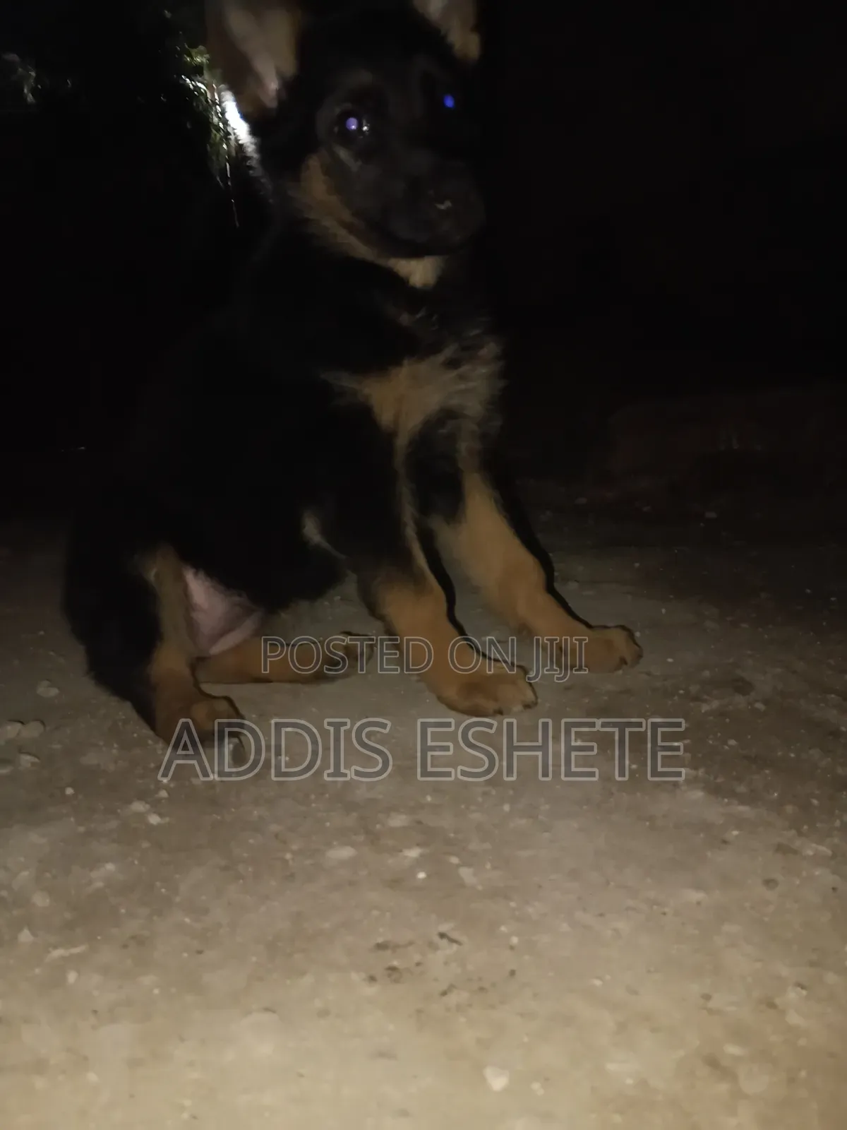 1-3 months Female Purebred German Shepherd