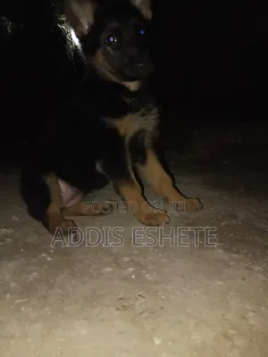 1-3 months Female Purebred German Shepherd