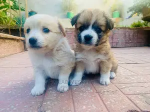 1-3 Months Female Purebred Dog