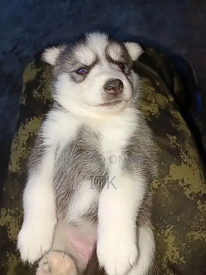 1-3 months Male Purebred Siberian Husky