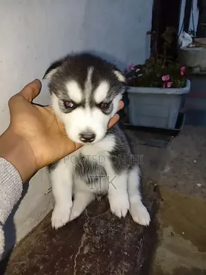 1-3 months Male Purebred Siberian Husky