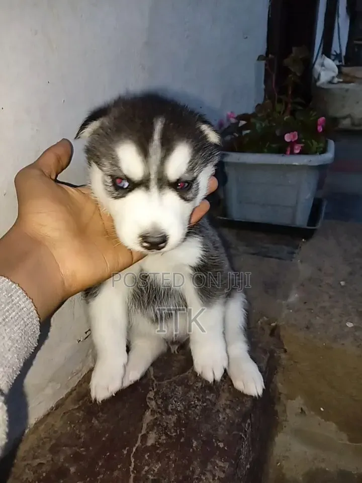 1-3 months Male Purebred Siberian Husky