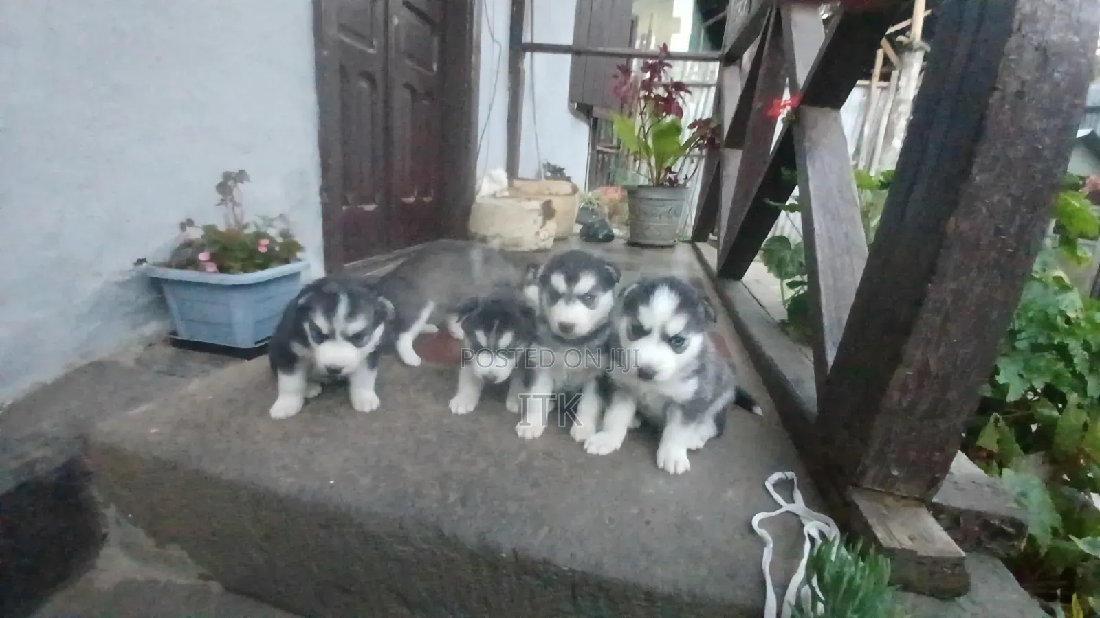 1-3 months Male Purebred Siberian Husky