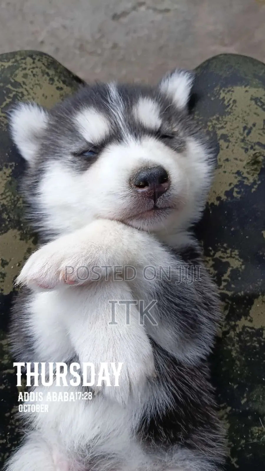1-3 months Male Purebred Siberian Husky