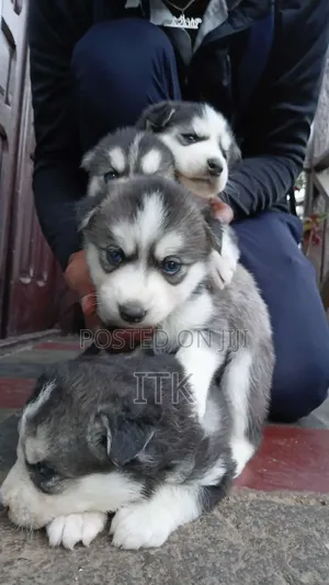 1-3 months Male Purebred Siberian Husky