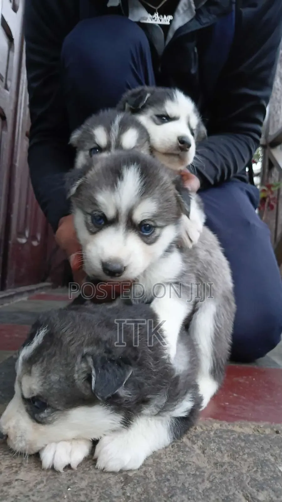 1-3 months Male Purebred Siberian Husky