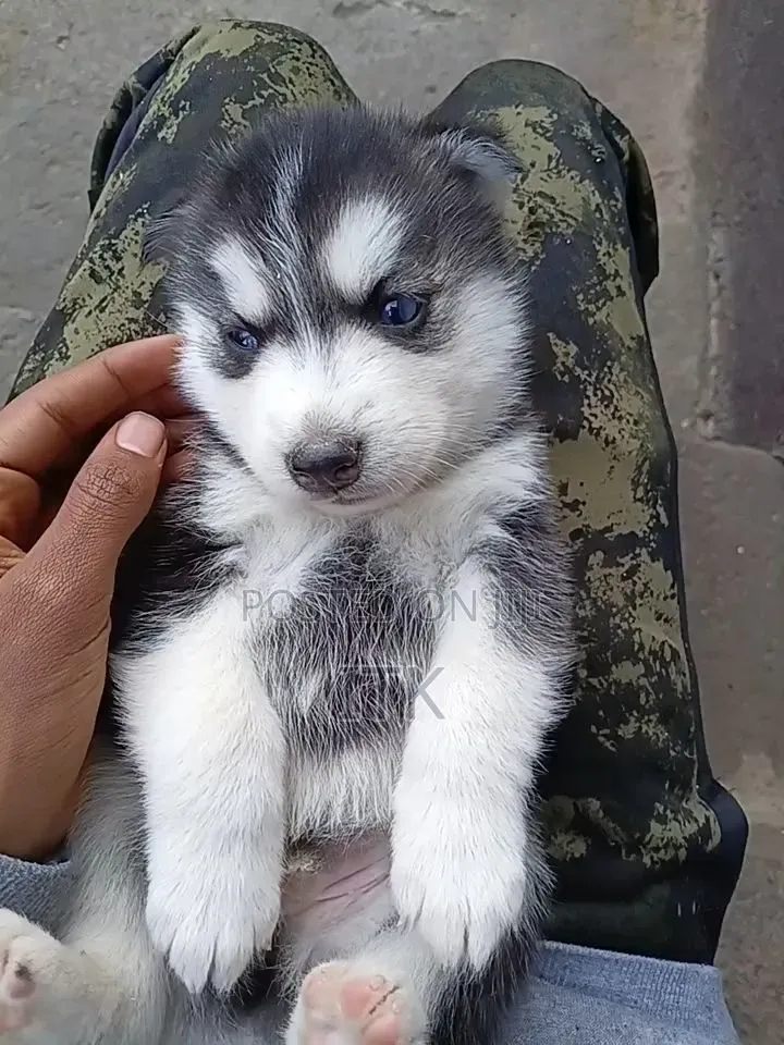 1-3 months Male Purebred Siberian Husky