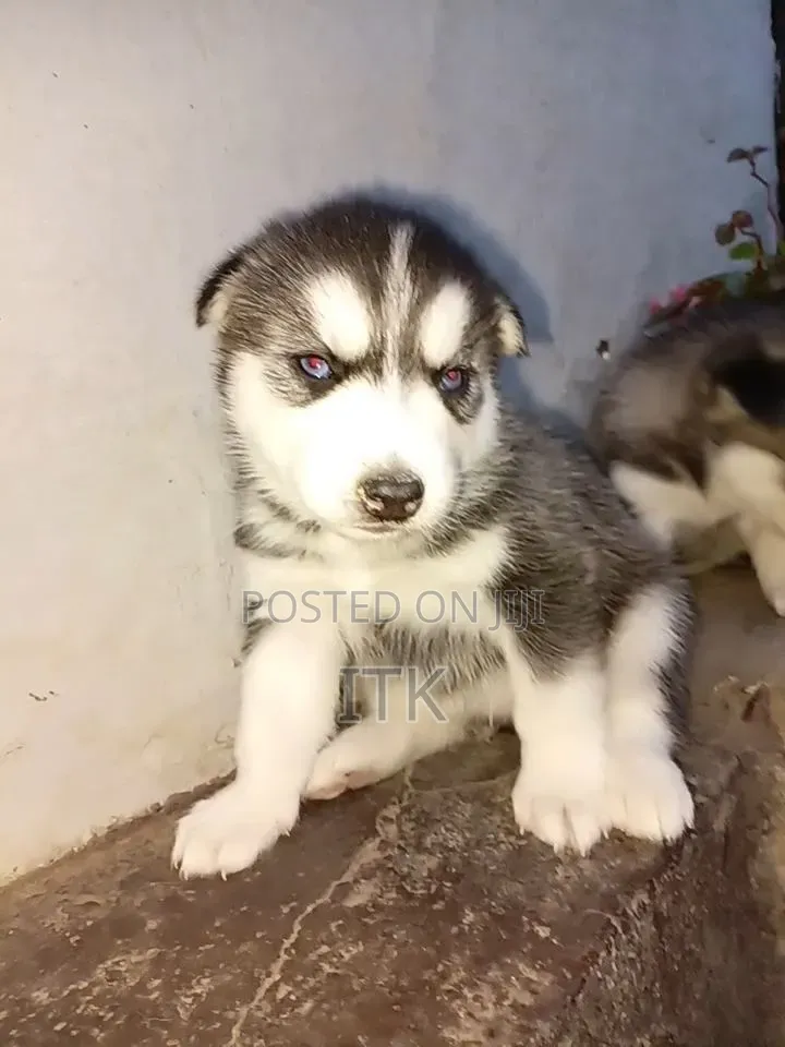 1-3 months Male Purebred Siberian Husky