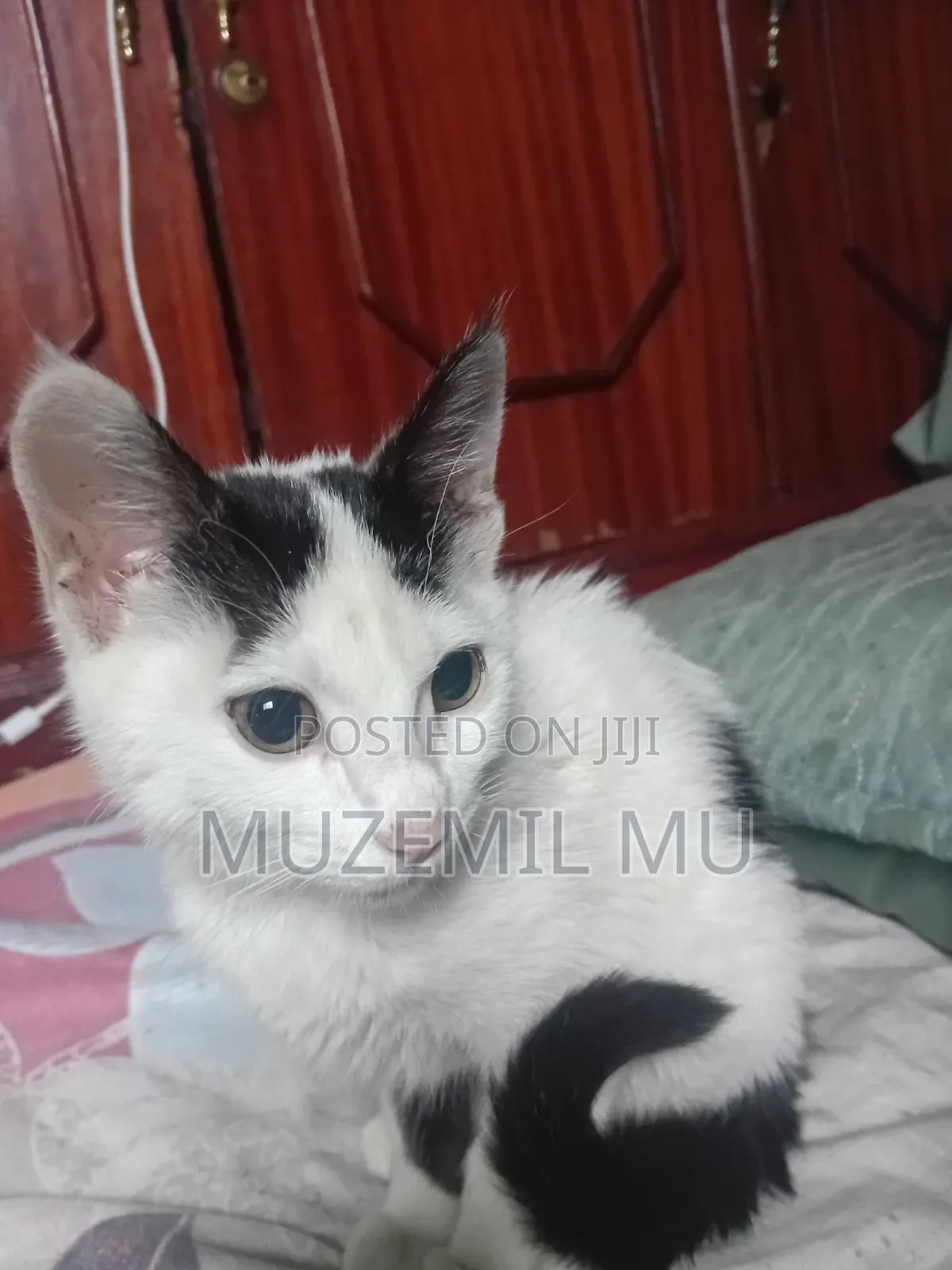 3-6 months Female Purebred American Curl