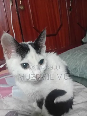 3-6 months Female Purebred American Curl