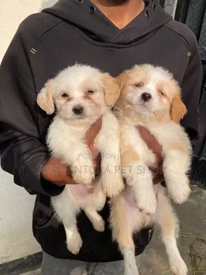 1-3 months Male Purebred Maltese