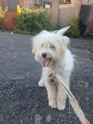 1-3 months Male Purebred Maltese