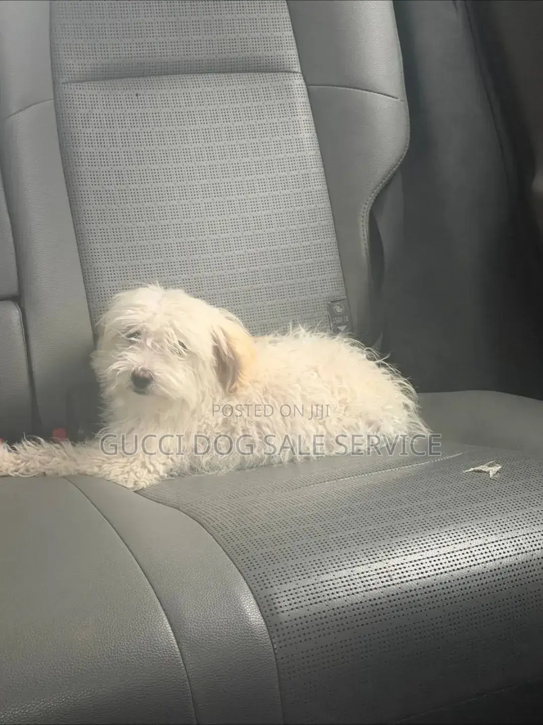 3-6 months Male Purebred Maltese
