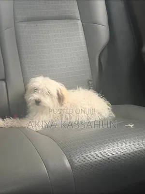 3-6 months Male Purebred Maltese