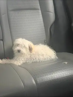 3-6 months Male Purebred Maltese