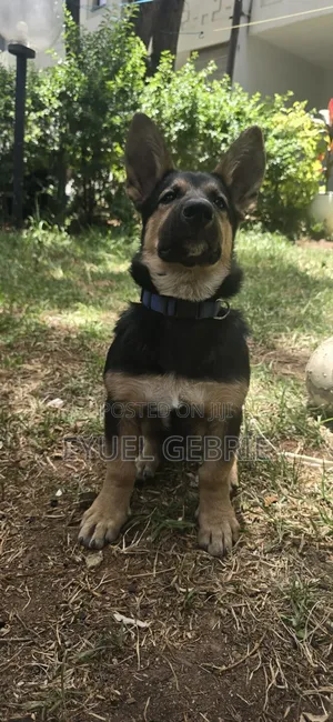 6-12 months Male Purebred German Shepherd