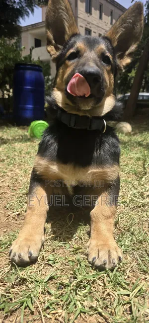 6-12 months Male Purebred German Shepherd