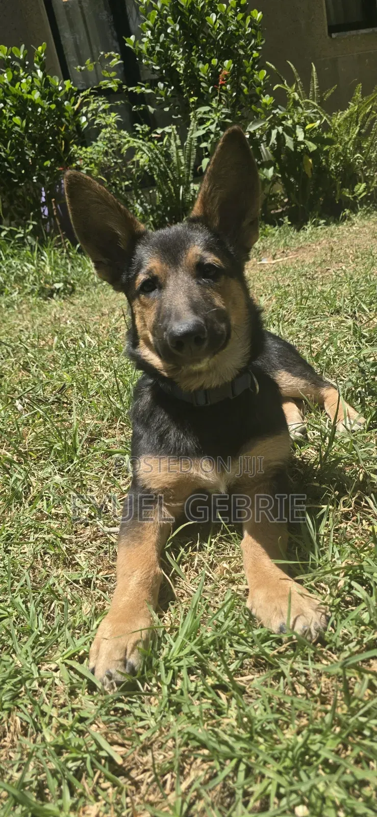 6-12 months Male Purebred German Shepherd
