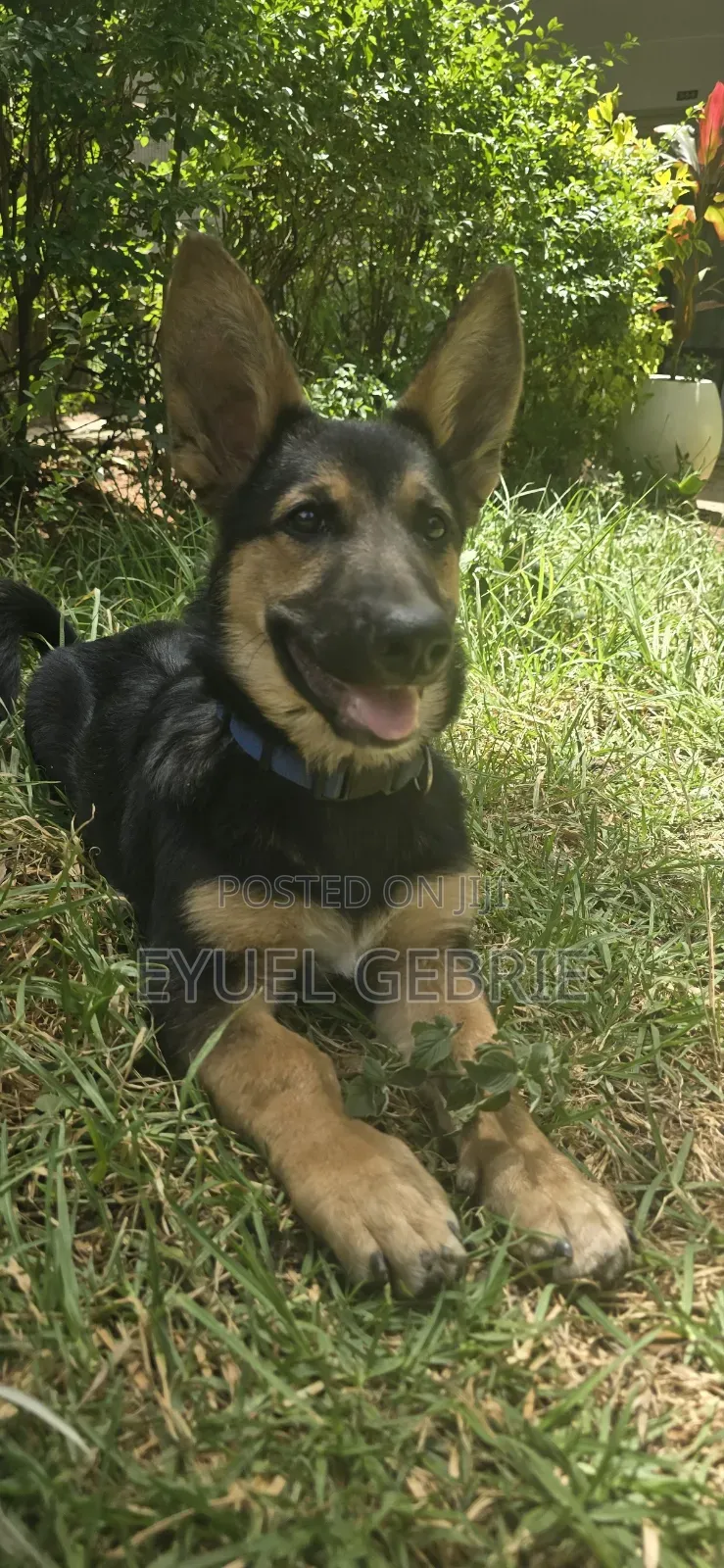 6-12 months Male Purebred German Shepherd