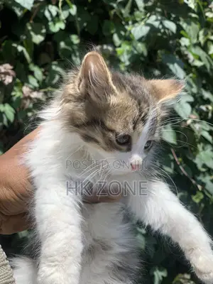 1-3 months Male Purebred Tabby
