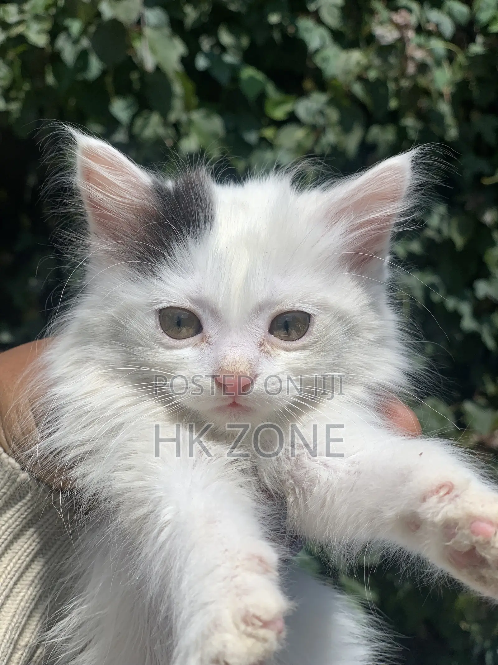 1-3 months Male Purebred Tabby