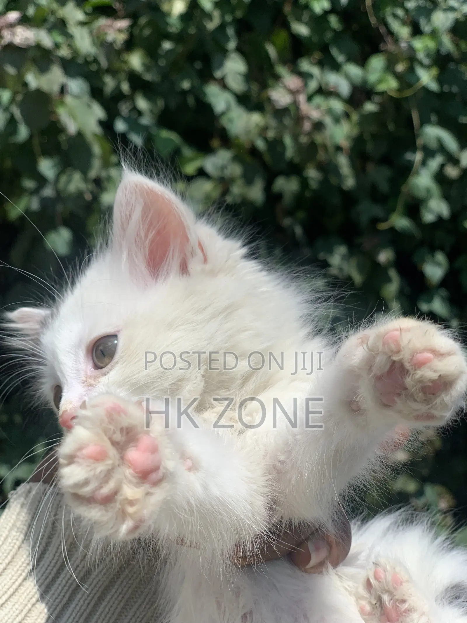1-3 months Male Purebred Tabby