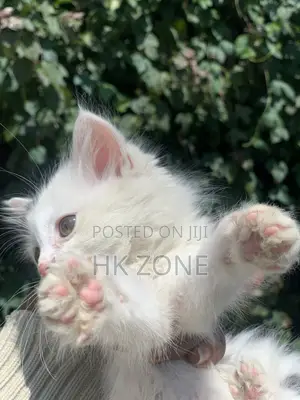 1-3 months Male Purebred Tabby