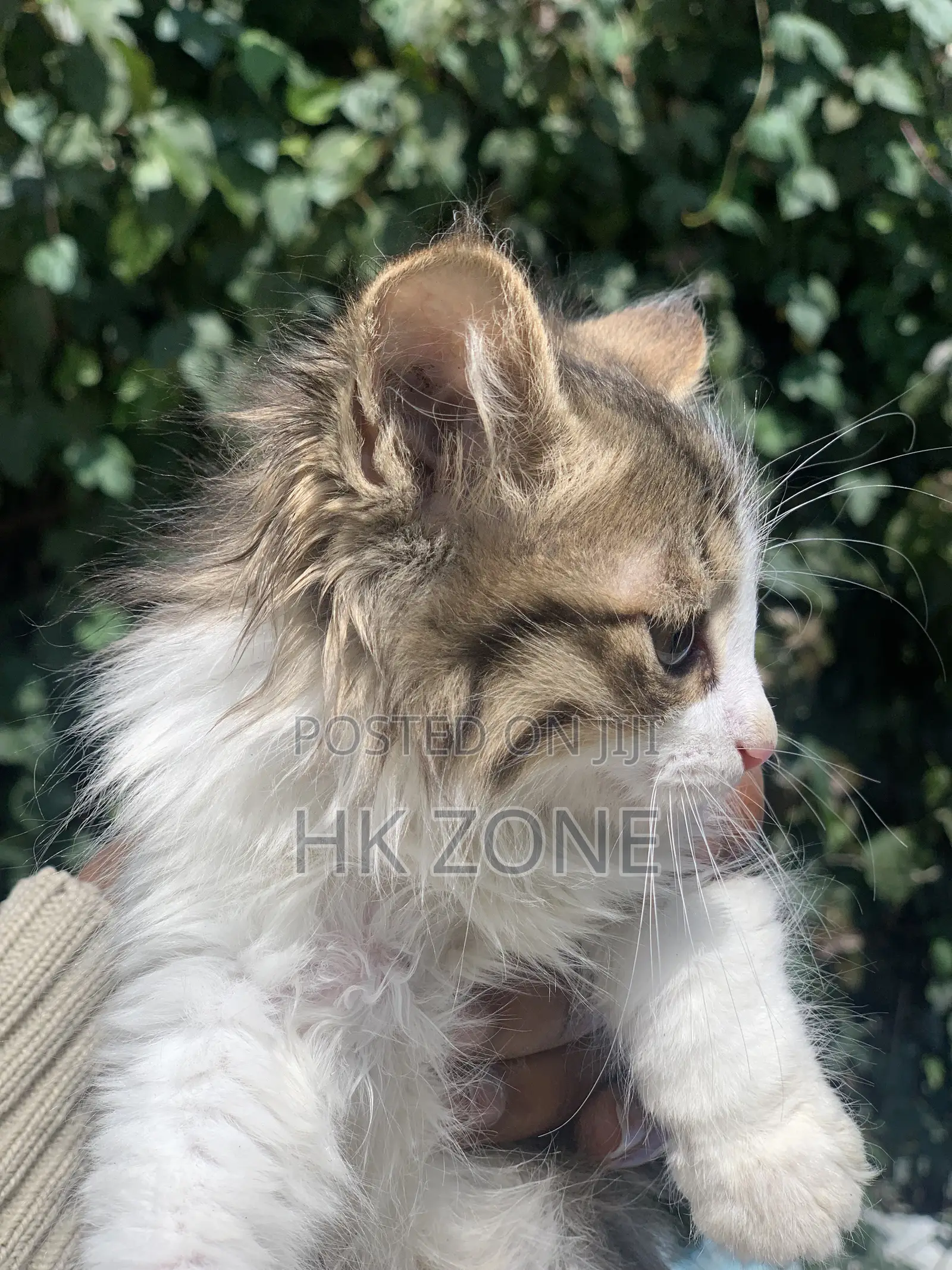 1-3 months Male Purebred Tabby