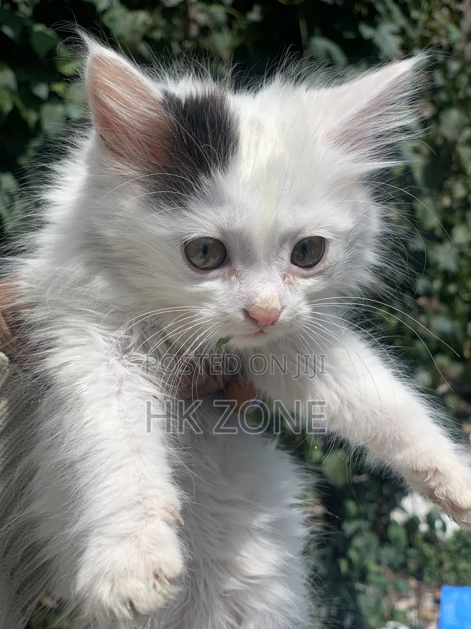 1-3 months Male Purebred Tabby