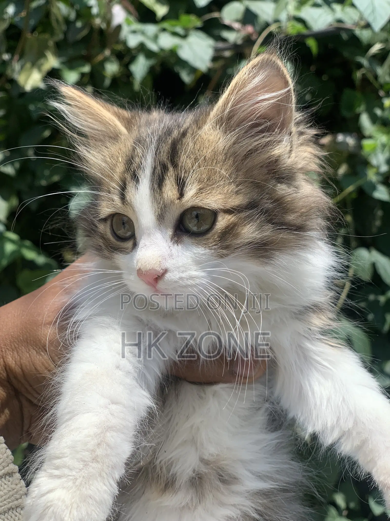 1-3 months Male Purebred Tabby
