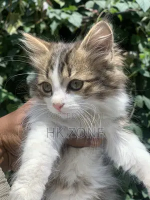 1-3 months Male Purebred Tabby