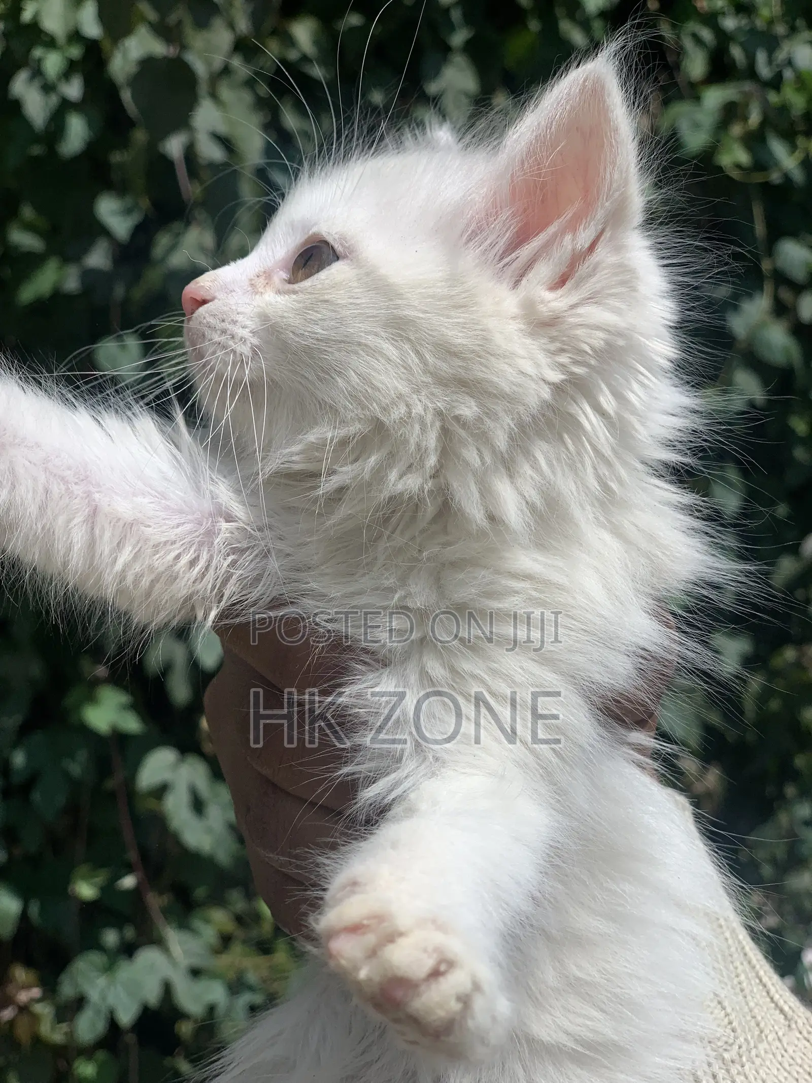 1-3 months Male Purebred Tabby