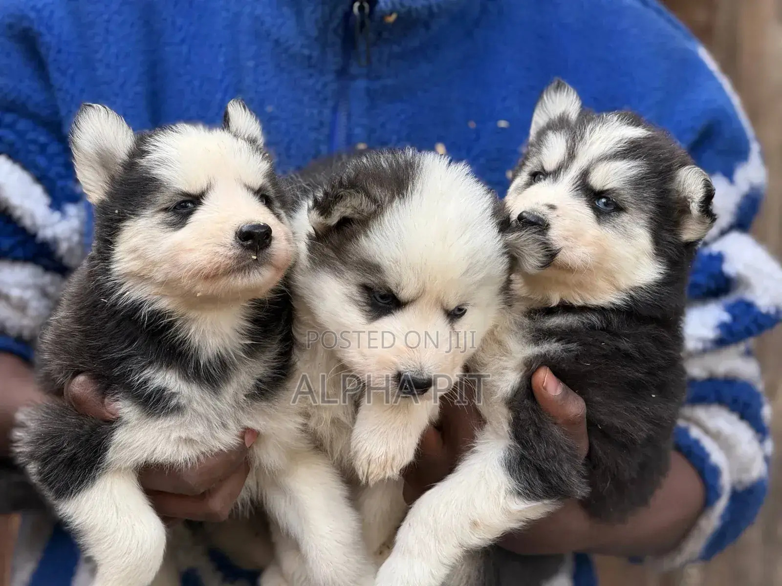 1-3 months Male Purebred Siberian Husky