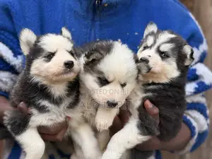 1-3 months Male Purebred Siberian Husky