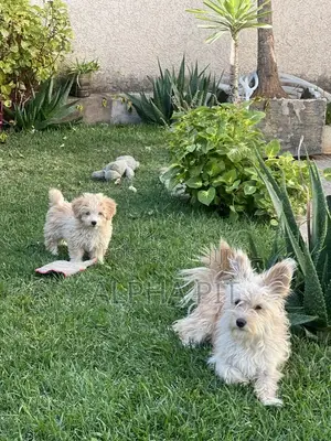 1-3 months Female Purebred Maltese