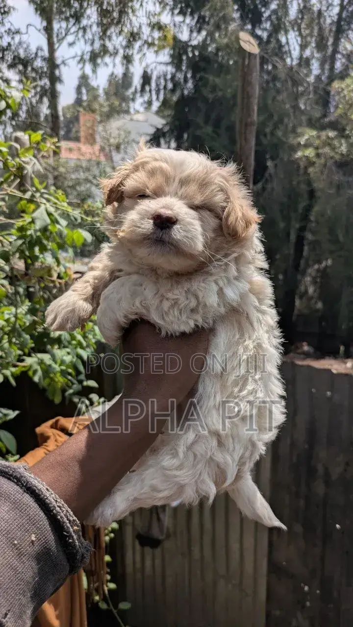1-3 months Female Purebred Maltese