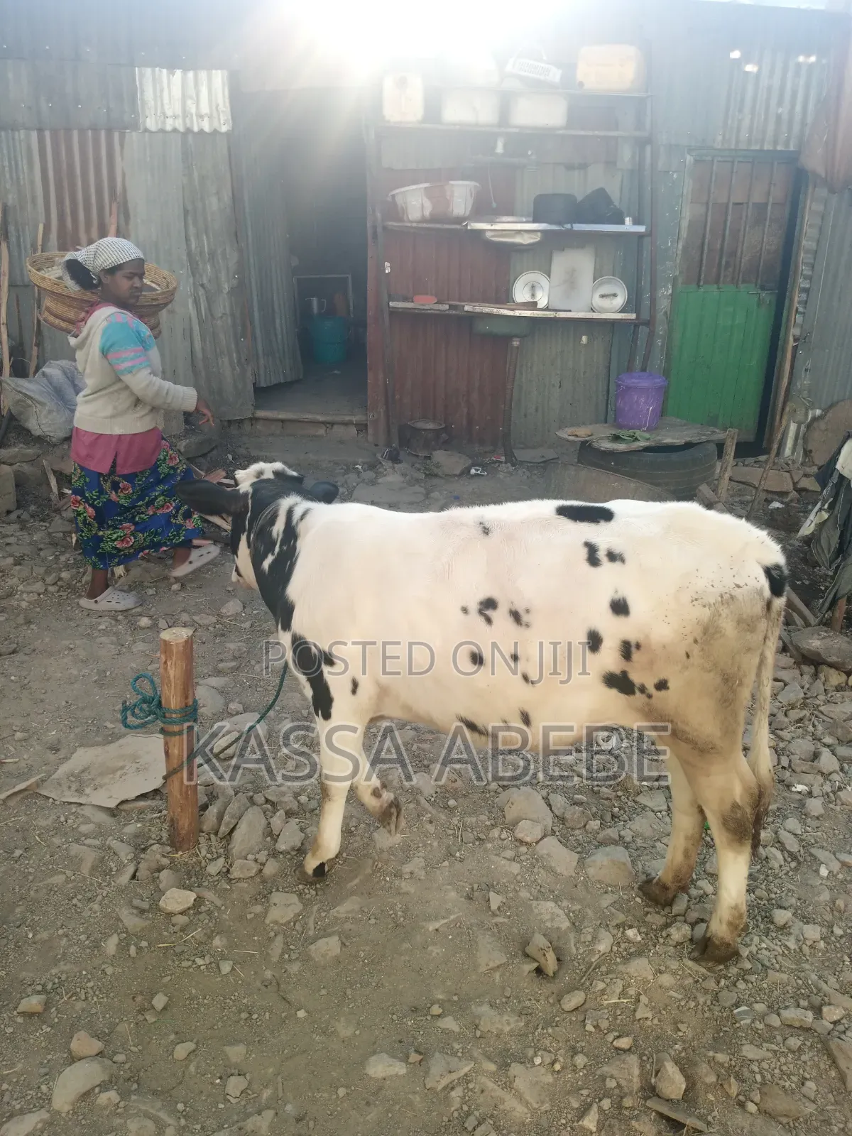 የሚሸጥ ለምና ጥጃ በ 350,000 ብር