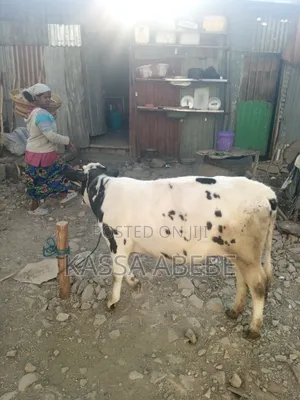 የሚሸጥ ለምና ጥጃ በ 350,000 ብር