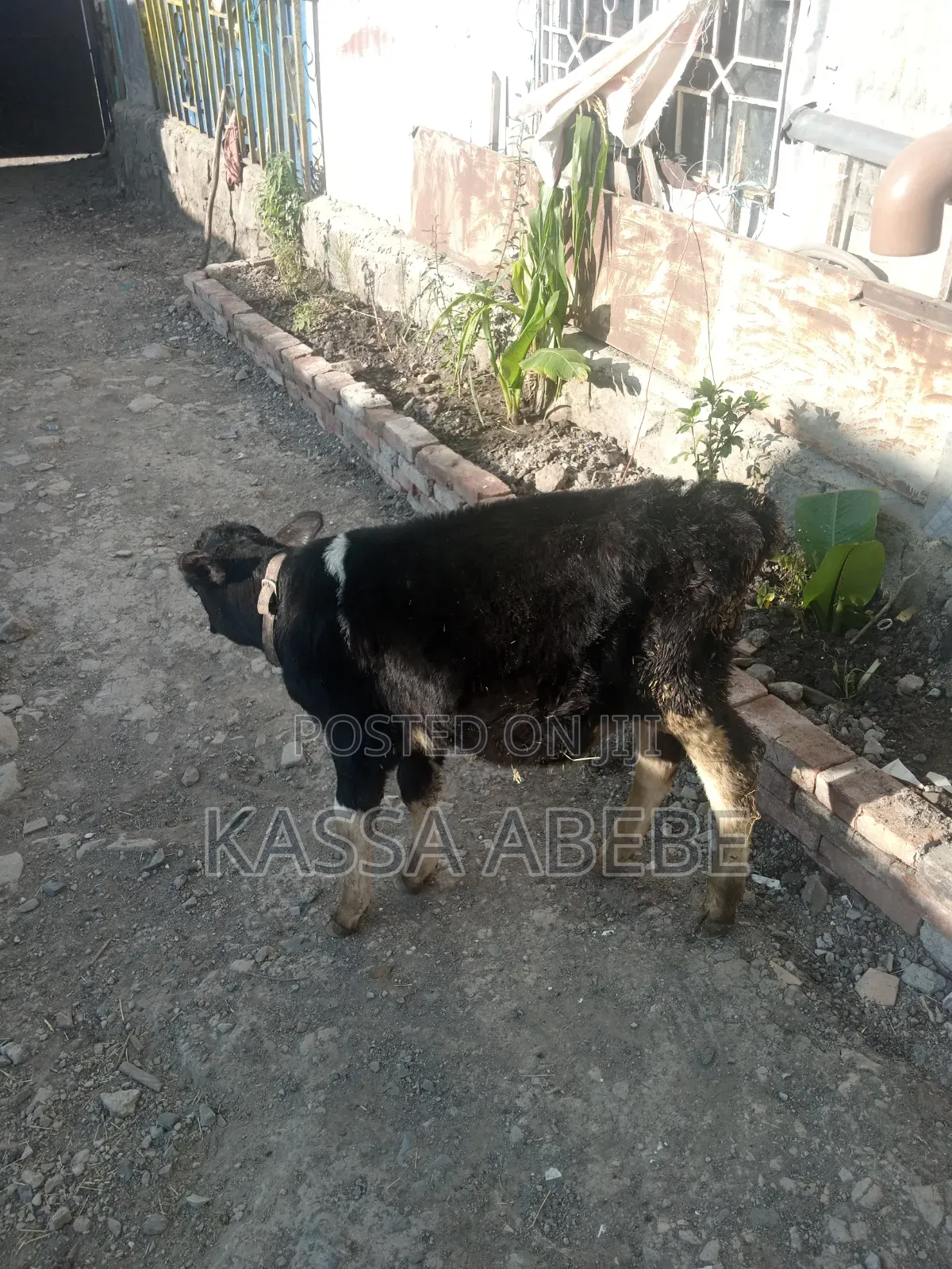 የሚሸጥ ለምና ጥጃ በ 350,000 ብር