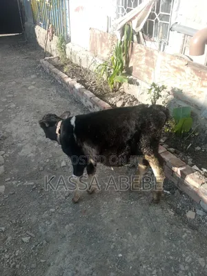 የሚሸጥ ለምና ጥጃ በ 350,000 ብር