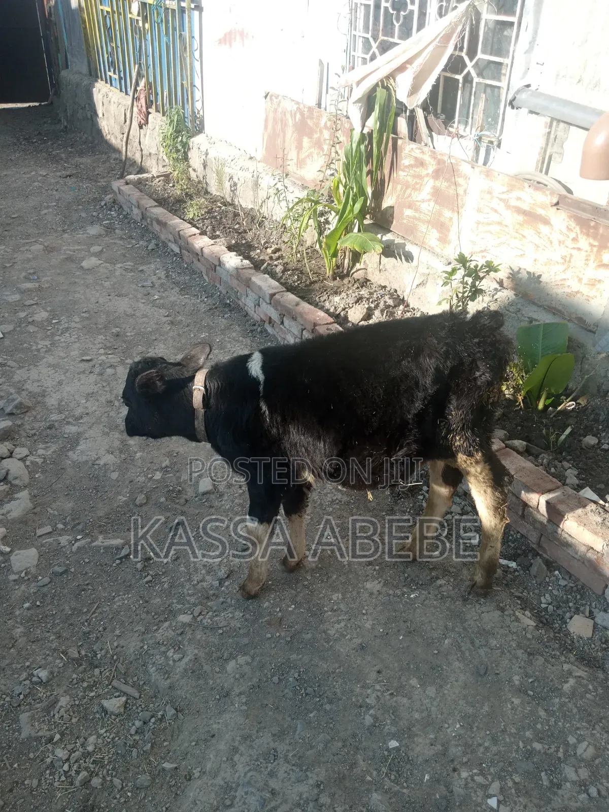 የሚሸጥ ለምና ጥጃ በ 350,000 ብር