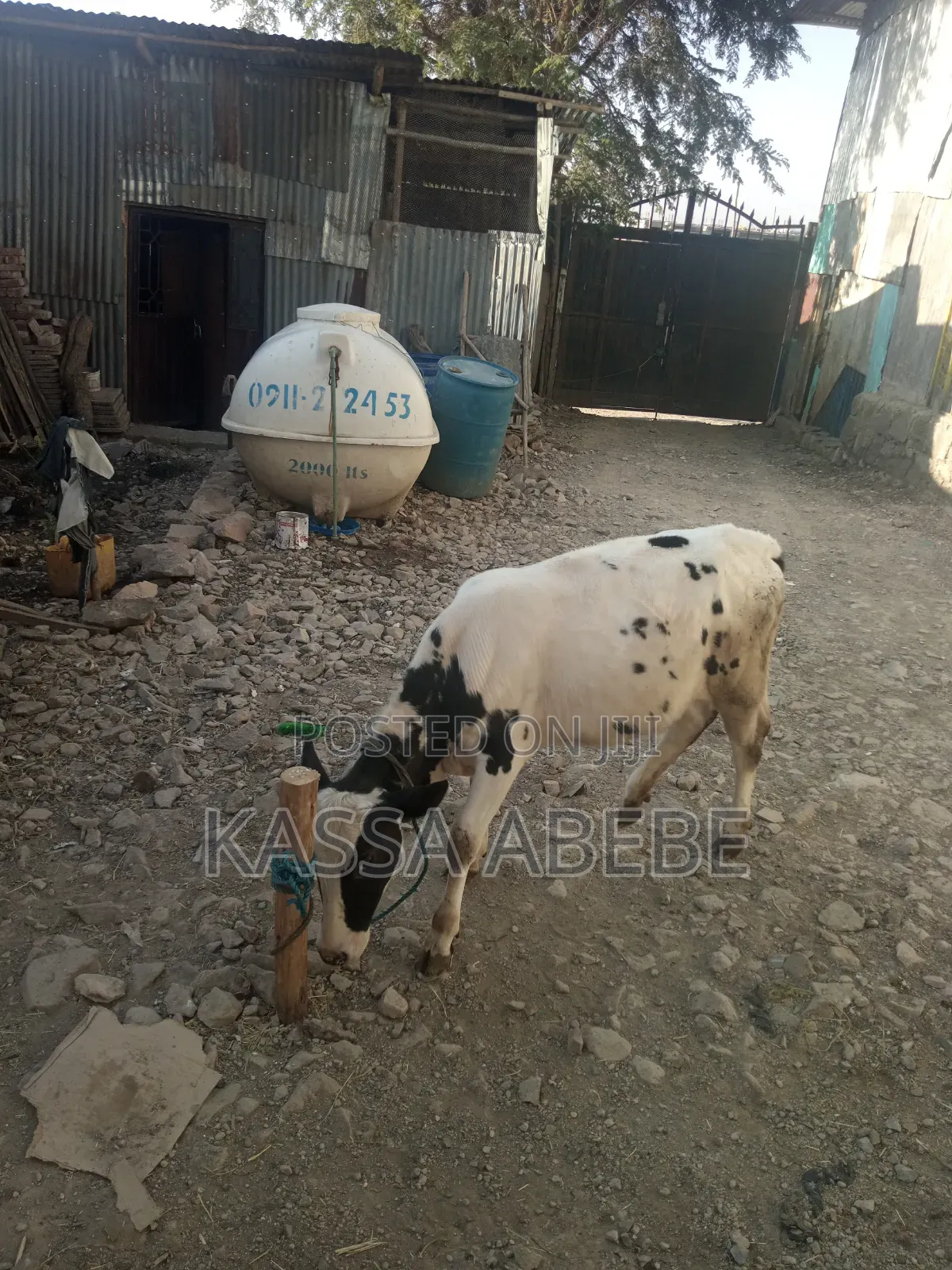የሚሸጥ ለምና ጥጃ በ 350,000 ብር