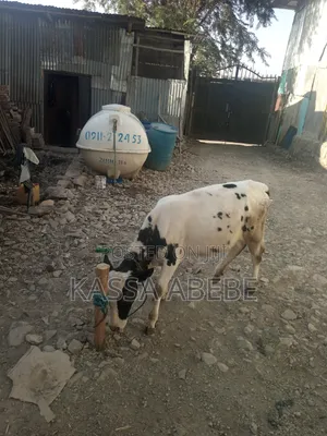 የሚሸጥ ለምና ጥጃ በ 350,000 ብር