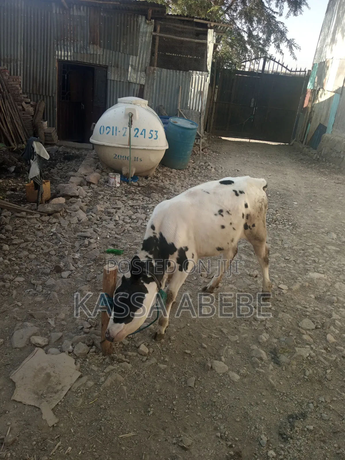 የሚሸጥ ለምና ጥጃ በ 350,000 ብር