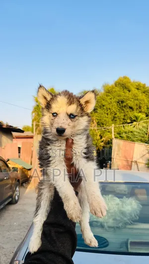 1-3 months Male Purebred Siberian Husky