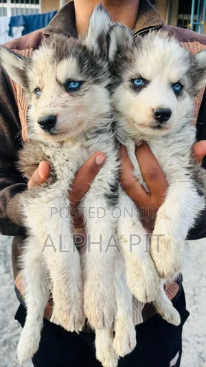 1-3 months Male Purebred Siberian Husky